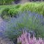Must-Have Plants That Will Be Twice the Price Come Spring – Add Them to Your Yard Now and Save Yourself a Fortune