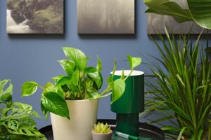 My Professional Gardener Husband Always Buys Houseplants At IKEA – Here’s Why