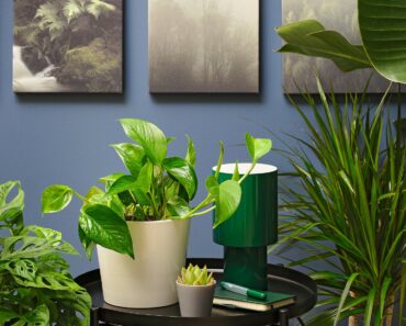 My Professional Gardener Husband Always Buys Houseplants At IKEA – Here’s Why