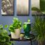 My Professional Gardener Husband Always Buys Houseplants At IKEA – Here’s Why