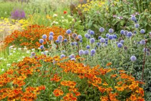 Pair These 2 Bold Perennials for an Easy Late-Season Border That Looks Professionally Designed