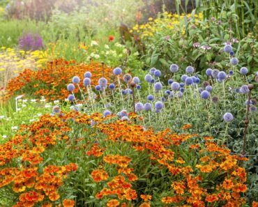 Pair These 2 Bold Perennials for an Easy Late-Season Border That Looks Professionally Designed Pair These 2 Bold Perennials for an Easy Late-Season Border That Looks Professionally Designed