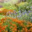 Pair These 2 Bold Perennials for an Easy Late-Season Border That Looks Professionally Designed
