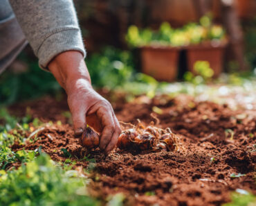 Plant These 6 Bulbs in September for Enchanting Flowers that Appear Like Magic Through Fall
