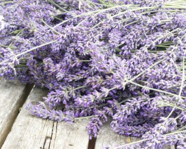 Pruning Lavender in Fall? 3 Risky Cuts to Avoid – And the Cheeky Cut That Works Pruning Lavender in Fall? 3 Risky Cuts to Avoid – And the Cheeky Cut That Works