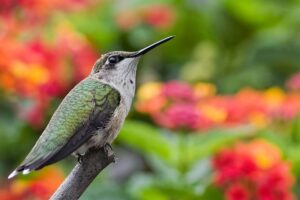 September is the Best Month to Attract Hummingbirds – 5 Easy Ways to Bring More Tiny Travelers to Your Yard