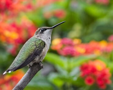 September is the Best Month to Attract Hummingbirds – 5 Easy Ways to Bring More Tiny Travelers to Your Yard September is the Best Month to Attract Hummingbirds – 5 Easy Ways to Bring More Tiny Travelers to Your Yard