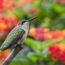 September is the Best Month to Attract Hummingbirds – 5 Easy Ways to Bring More Tiny Travelers to Your Yard