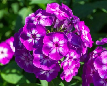 September is the Perfect Time to Divide These 6 Perennials – But Don’t Touch These Ones Yet!