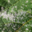 ‘Should I Worry About Leaves Turning White?’ All You Need to Know About Powdery Mildew in September