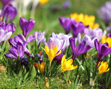 Sorry Tulips, These Are the 7 Bulbs Everyone’s Planting This September Sorry Tulips, These Are the 7 Bulbs Everyone’s Planting This September