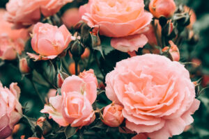 The 5-Minute Job Your Roses Need In September for More Blooms Next Spring – But Avoid This Mistake