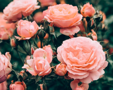 The 5-Minute Job Your Roses Need In September for More Blooms Next Spring – But Avoid This Mistake