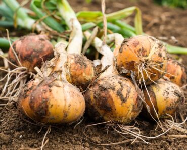 The Beckhams’ Veggie Garden Has All the Growing Inspiration Beginners Need – Plant These 3 Crops Now The Beckhams’ Veggie Garden Has All the Growing Inspiration Beginners Need – Plant These 3 Crops Now