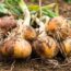 The Beckhams’ Veggie Garden Has All the Growing Inspiration Beginners Need – Plant These 3 Crops Now