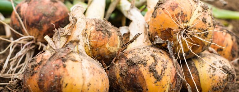 The Beckhams’ Veggie Garden Has All the Growing Inspiration Beginners Need – Plant These 3 Crops Now The Beckhams’ Veggie Garden Has All the Growing Inspiration Beginners Need – Plant These 3 Crops Now