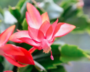 The Simple Fall Trick that Makes a Christmas Cactus Flower for the Holidays The Simple Fall Trick that Makes a Christmas Cactus Flower for the Holidays