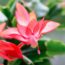 The Simple Fall Trick that Makes a Christmas Cactus Flower for the Holidays