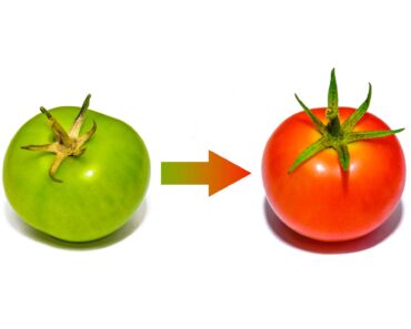 The Simple Fall Trick that Ripens the Last Green Tomatoes, Fast The Simple Fall Trick that Ripens the Last Green Tomatoes, Fast