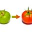 The Simple Fall Trick that Ripens the Last Green Tomatoes, Fast