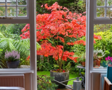 These 5 Trees Grow Beautifully in Containers, and September Is the Perfect Time to Plant Them These 5 Trees Grow Beautifully in Containers, and September Is the Perfect Time to Plant Them