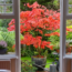 These 5 Trees Grow Beautifully in Containers, and September Is the Perfect Time to Plant Them