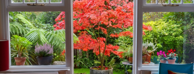 These 5 Trees Grow Beautifully in Containers, and September Is the Perfect Time to Plant Them These 5 Trees Grow Beautifully in Containers, and September Is the Perfect Time to Plant Them