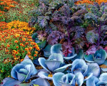 These 6 Edible Plants Are Almost Too Pretty for the Vegetable Garden – Add Them to Your Fall Borders Instead These 6 Edible Plants Are Almost Too Pretty for the Vegetable Garden – Add Them to Your Fall Borders Instead