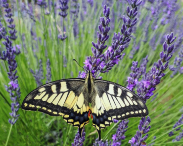 This Fragrant Long-Blooming Lavender Just Went on Sale and it’s the Toughest Variety for any Backyard This Fragrant Long-Blooming Lavender Just Went on Sale and it’s the Toughest Variety for any Backyard