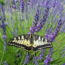 This Fragrant Long-Blooming Lavender Just Went on Sale and it’s the Toughest Variety for any Backyard