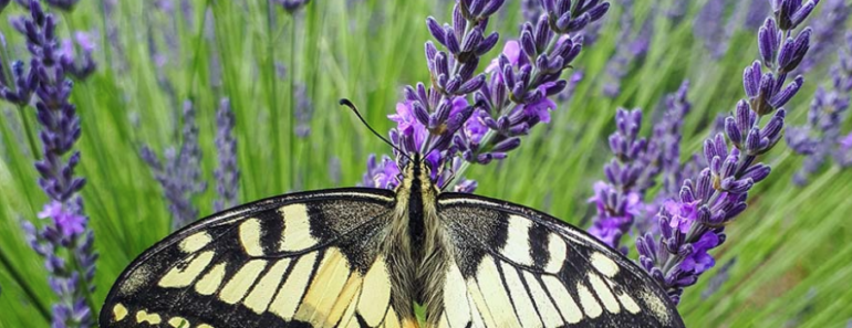 This Fragrant Long-Blooming Lavender Just Went on Sale and it’s the Toughest Variety for any Backyard This Fragrant Long-Blooming Lavender Just Went on Sale and it’s the Toughest Variety for any Backyard