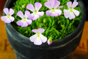 This Pretty Houseplant is Fantastic at Killing Fungus Gnats – Yes, Really