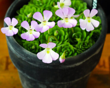 This Pretty Houseplant is Fantastic at Killing Fungus Gnats – Yes, Really