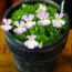 This Pretty Houseplant is Fantastic at Killing Fungus Gnats – Yes, Really