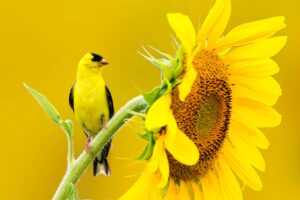 This Superseed is a Lifeline for Migrating Birds – Here’s How to Make Sure That Your Backyard is Well Stocked