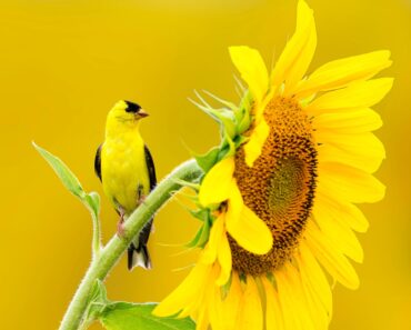 This Superseed is a Lifeline for Migrating Birds – Here’s How to Make Sure That Your Backyard is Well Stocked This Superseed is a Lifeline for Migrating Birds – Here’s How to Make Sure That Your Backyard is Well Stocked