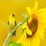This Superseed is a Lifeline for Migrating Birds – Here’s How to Make Sure That Your Backyard is Well Stocked