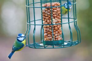 Tired of Bully Birds Taking Over Your Feeders? Try These 3 Ways to Create a Songbird-Only Station