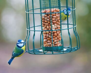 Tired of Bully Birds Taking Over Your Feeders? Try These 3 Ways to Create a Songbird-Only Station Tired of Bully Birds Taking Over Your Feeders? Try These 3 Ways to Create a Songbird-Only Station