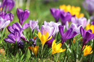 Want a Lawn Full of Crocuses Next Spring? Pros Share Their Fall Planting Tips (and Mistakes to Avoid) for a Dreamy Carpet of Color