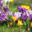 Want a Lawn Full of Crocuses Next Spring? Pros Share Their Fall Planting Tips (and Mistakes to Avoid) for a Dreamy Carpet of Color