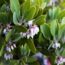 Want More Privacy Next Year? Plant These 6 Beautiful Hedges This Fall for Natural Screening From Prying Eyes