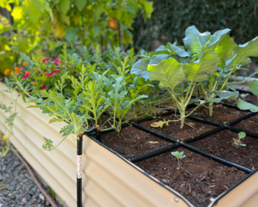 Want The Biggest Blooms Next Summer? Plant These 6 Perennials Before September Ends