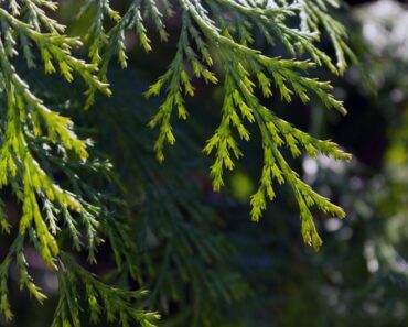 Want to boost your garden’s privacy? Try any of these 37 perfect plants