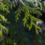 Want to boost your garden’s privacy? Try any of these 37 perfect plants