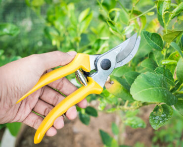Want to Grow More Plants for Free? These 3 Affordable Seed Saving Tools From Amazon Are All You Need