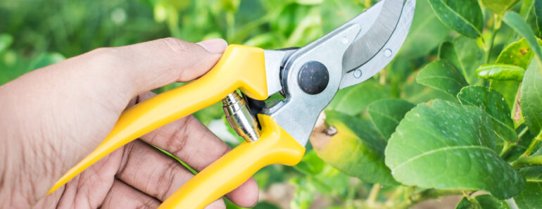 Want to Grow More Plants for Free? These 3 Affordable Seed Saving Tools From Amazon Are All You Need Want to Grow More Plants for Free? These 3 Affordable Seed Saving Tools From Amazon Are All You Need
