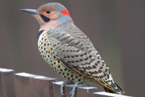 Want to See Your State Bird in Your Yard? Plant These Native Favorites
