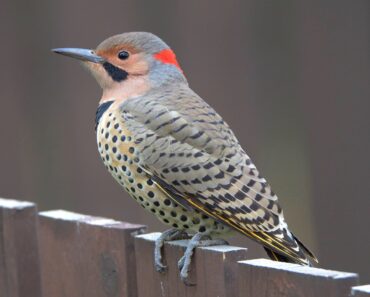 Want to See Your State Bird in Your Yard? Plant These Native Favorites