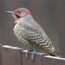 Want to See Your State Bird in Your Yard? Plant These Native Favorites